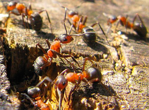 L'hivernation est une étape cruciale dans la vie de toute la fourmilière, c'est pourquoi les fourmis s'y préparent minutieusement.