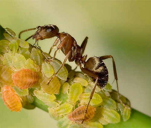 Parfois, les fourmis emportent les pucerons sous terre dans leur fourmilière