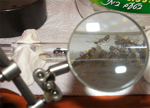 La fourmilière domestique est un bon exemple pour observer la préparation des fourmis à l'hiver.