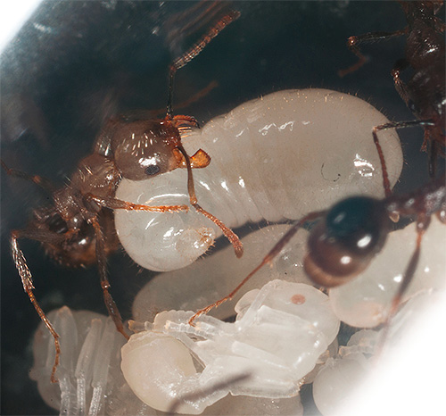 Les fourmis de certaines espèces continuent de nourrir les larves même en hiver