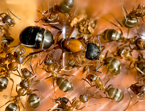 Au printemps, la reine des fourmis commence à pondre de nouveaux œufs.