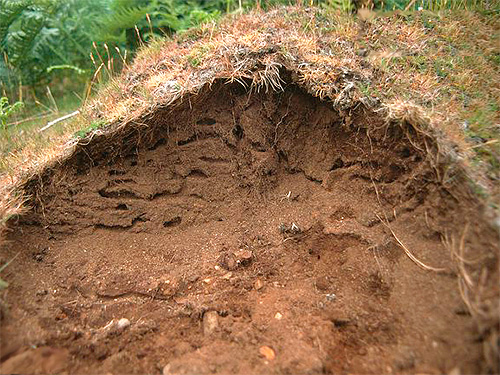 Chez de nombreuses espèces de fourmis, la vie dans la fourmilière ne s'arrête pas en hiver.