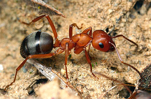 Comprenons comment les fourmis parviennent à retrouver le chemin de la fourmilière