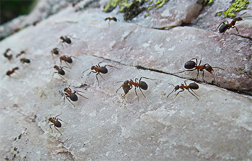 En se déplaçant, les fourmis mémorisent les éléments du paysage et du relief.