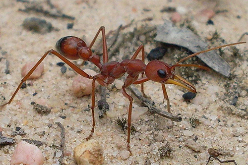 Les expériences ont montré que les fourmis mémorisent le nombre de pas effectués.