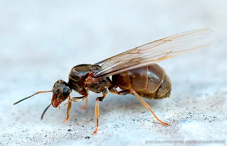 Femelle ailée de la fourmi domestique Femelle ailée de la fourmi domestique