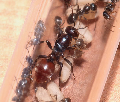 Reine des fourmis entourée d'ouvrières Reine des fourmis entourée d'ouvrières