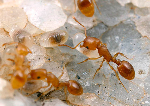 Voyons comment vous pouvez éliminer les fourmis de votre appartement