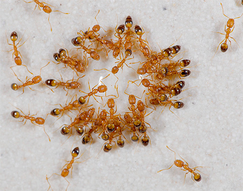 Les petites fourmis domestiques rousses sont également appelées fourmis pharaons