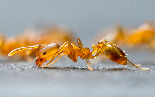 Il existe différentes méthodes pour lutter contre les fourmis dans un appartement