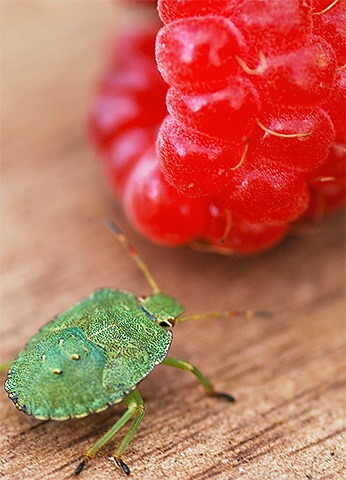 La punaise des bois aime beaucoup les framboises juteuses