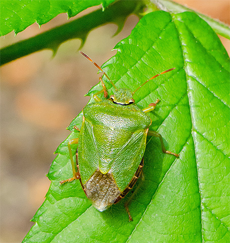La coloration vert clair de la punaise la rend presque invisible sur le fond du feuillage