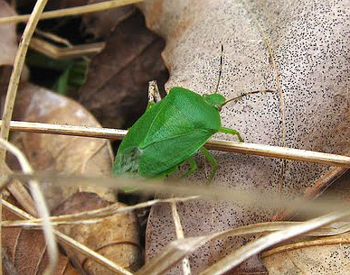 Au printemps, les Pentatomidae sortent des feuilles mortes et commencent à se reproduire activement.