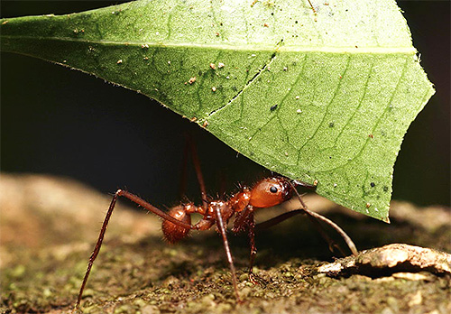 Les fourmis coupeuses de feuilles ne sont pas remarquables par leur apparence, si ce n'est leurs pattes assez longues Les fourmis coupeuses de feuilles ne sont pas remarquables par leur apparence, si ce n'est leurs pattes assez longues