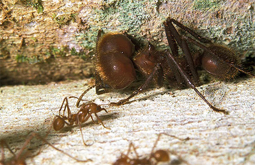 Les soldats des fourmis coupeuses de feuilles sont très gros Les soldats des fourmis coupeuses de feuilles sont très gros