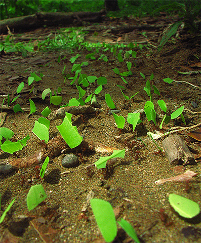 Les fourmis coupeuses de feuilles utilisent pour leurs fermes le matériau le plus simple et le plus accessible : les feuilles. Les fourmis coupeuses de feuilles utilisent pour leurs fermes le matériau le plus simple et le plus accessible : les feuilles.