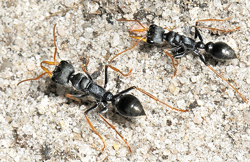De nombreuses personnes meurent des piqûres de fourmis bouledogues De nombreuses personnes meurent des piqûres de fourmis bouledogues