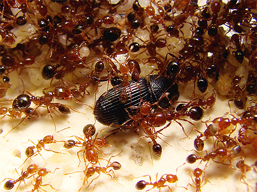 Les fourmis de feu sont considérées comme l'une des plus dangereuses Les fourmis de feu sont considérées comme l'une des plus dangereuses