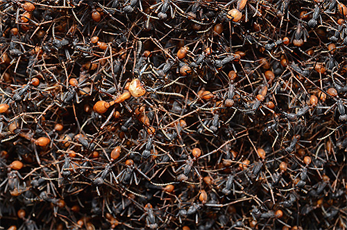 Bivouac de fourmis nomades Bivouac de fourmis nomades