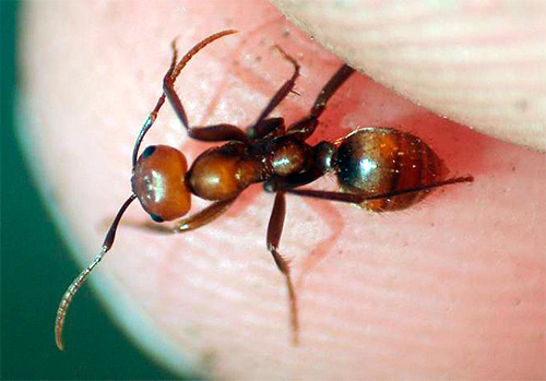 Les fourmis peuvent mordre assez douloureusement