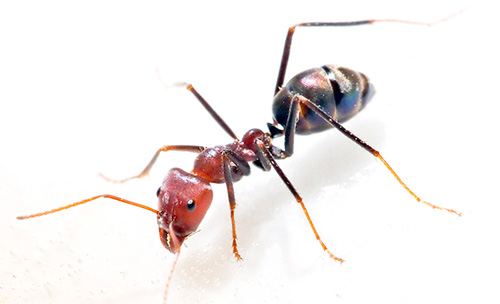 Pour lutter efficacement contre les fourmis domestiques, vous devez coopérer avec les autres résidents de l'immeuble