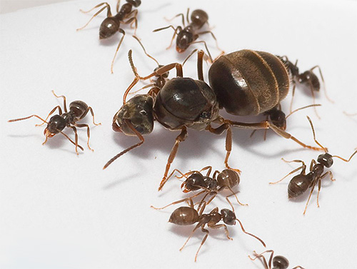 Fourmis domestiques et leur reine