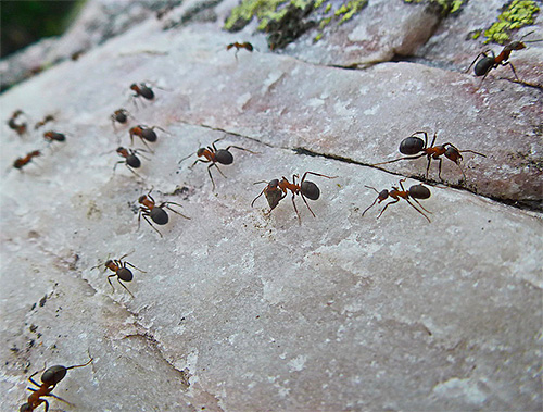 Fourmis sur une piste de fourragement