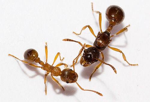 Chez différentes espèces de fourmis, les pattes sont disposées sur le corps à peu près de la même manière Chez différentes espèces de fourmis, les pattes sont disposées sur le corps à peu près de la même manière