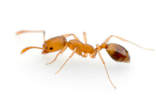 Plus la fourmi est petite, plus elle peut grimper sur une surface lisse Plus la fourmi est petite, plus elle peut grimper sur une surface lisse