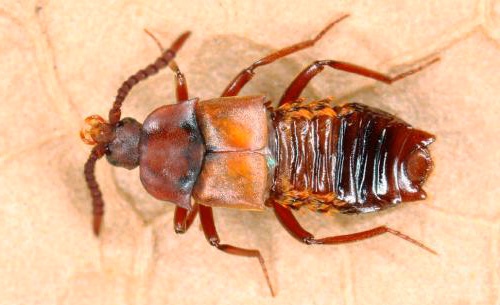 Loméchuse - ce coléoptère est capable de pénétrer sans obstacle dans une fourmilière. Loméchuse - ce coléoptère est capable de pénétrer sans obstacle dans une fourmilière.