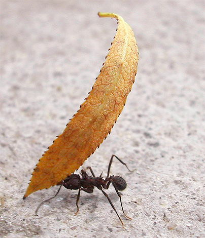 Grâce à leurs pattes et à leurs mandibules, les fourmis peuvent soulever une charge jusqu'à 50 fois supérieure à leur propre poids. À l'aide de leurs pattes et de leurs mandibules, les fourmis sont capables de soulever de lourdes charges.