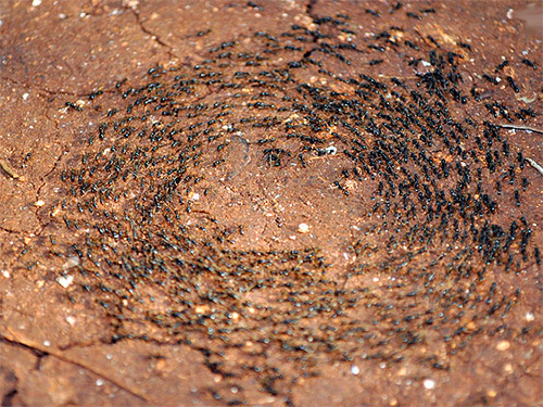 La photo montre des fourmis courant en cercle. La photo montre des fourmis courant en cercle.