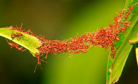 Les fourmis construisent un pont avec leurs corps