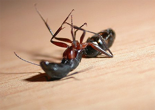 Découvrons quel moyen s’avérera le meilleur dans la lutte contre les fourmis domestiques Découvrons quel moyen s’avérera le meilleur dans la lutte contre les fourmis domestiques