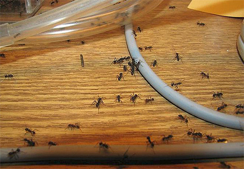 Lors de l'élimination des fourmis, la coordination des actions des habitants de l'immeuble est importante