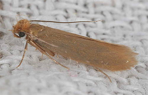 Les répulsifs ne sont pas toujours efficaces contre les mites Les répulsifs ne sont pas toujours efficaces contre les mites