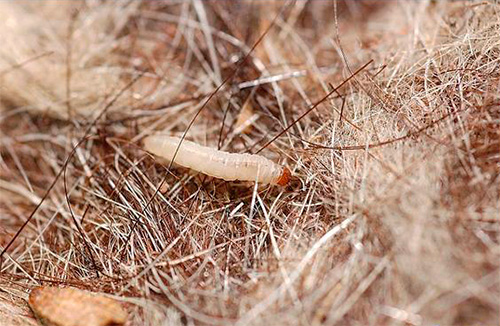 Larve de mite mangeant un manteau de fourrure Larve de mite mangeant un manteau de fourrure