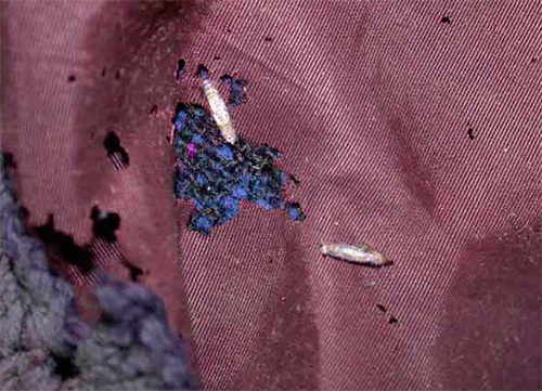 La mite mange aussi les tissus semi-synthétiques La mite mange aussi les tissus semi-synthétiques