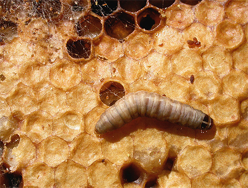 La larve de la fausse teigne est capable de digérer la cire, et l'on pense que l'enzyme cérase peut décomposer les parois des micro-organismes pathogènes