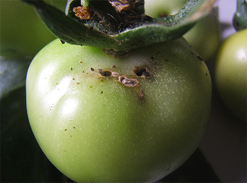 Les larves de la teigne de la tomate causent de sérieux dommages aux récoltes