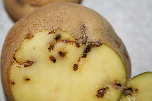 Les larves de la teigne de la pomme de terre creusent des galeries dans les tubercules