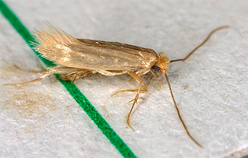 Les aérosols pénètrent très rapidement dans l'insecte et provoquent son empoisonnement, donc l'effet se manifeste presque instantanément. Les aérosols pénètrent très rapidement dans l'insecte et provoquent son empoisonnement, donc l'effet se manifeste presque instantanément.