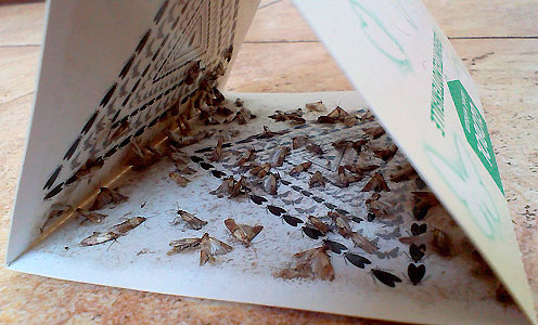 Des pièges collants spéciaux peuvent être utilisés pour lutter contre les papillons de mite alimentaire. Des pièges collants spéciaux peuvent être utilisés pour lutter contre les papillons de mite alimentaire.