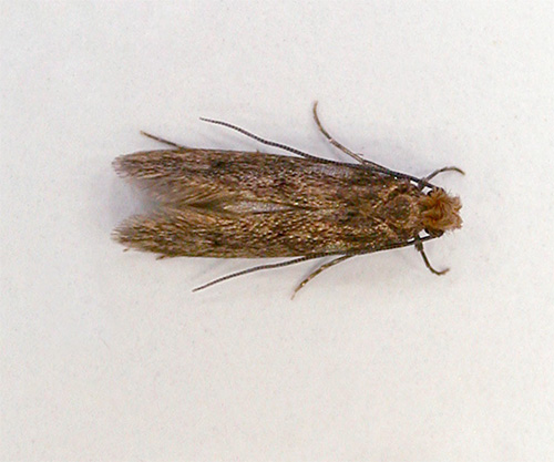Papillon de mite de fourrure