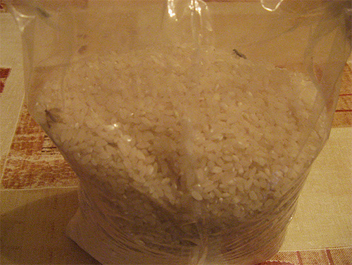 Sur la photo - des papillons de mite alimentaire dans du riz.