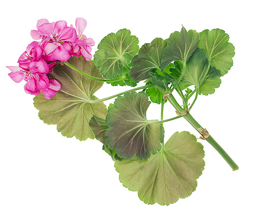Les feuilles fraîches de géranium odorant repoussent bien les mites.