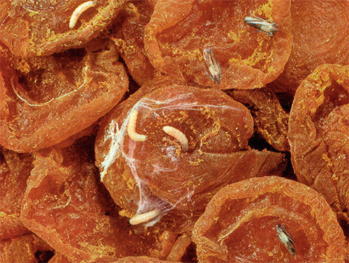 Larves de mites alimentaires dans des abricots secs