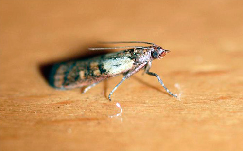 Après avoir éliminé les larves de mites, il est impératif de se débarrasser de tous les papillons dans la cuisine