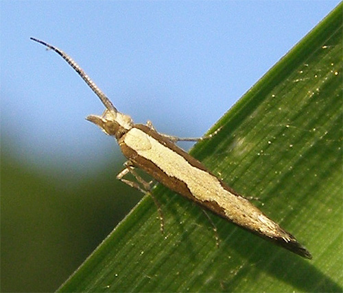 La coloration de la teigne du chou elle-même est discrète La coloration de la teigne du chou elle-même est discrète