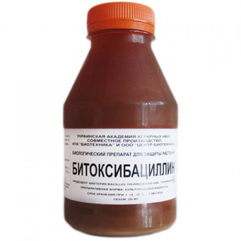 La Bitoxybacilline est utilisée avec succès pour détruire la teigne de la pomme de terre La Bitoxybacilline est utilisée avec succès pour détruire la teigne de la pomme de terre